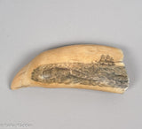 Antique Scrimshaw Sperm Whale Tooth "The Native Tooth"