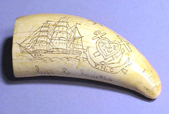 Antique American engraved sperm whale tooth by Capt. C. Curtis 1912.