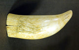 Antique American scrimshaw tooth with lookout