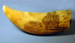 Antique scrimshaw sperm whale's tooth WHALING SCENE