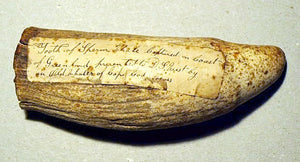 Antique sperm whale tooth form Cape Cod
