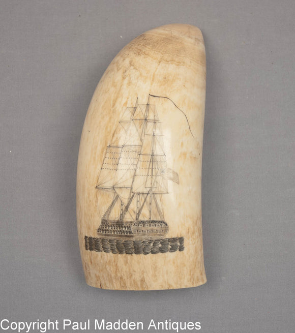 Choice antique scrimshaw engraved tooth