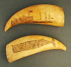 Choice pair of antique scrimshw teeth
