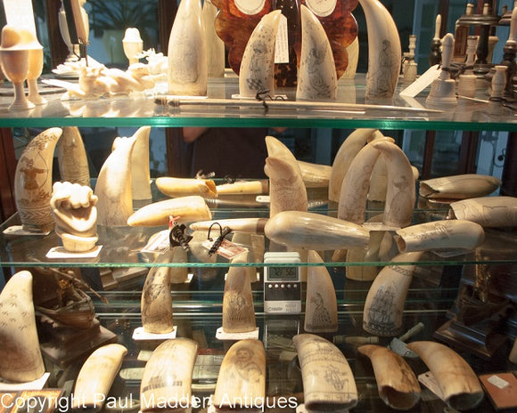 Antique Scrimshaw Teeth