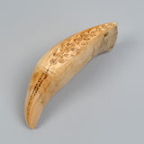 Antique Scrimshaw Tooth with Whaling Scene