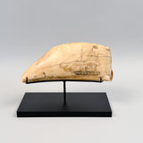 Antique Scrimshaw Tooth with Whaling Scene