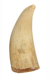 Antique Scrimshaw Tooth - Masthead Watch