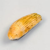 Vintage Scrimshaw Tooth by Lajoie