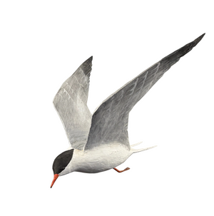 Vintage Life Size Common Tern Bird Carving by Peter Peltz