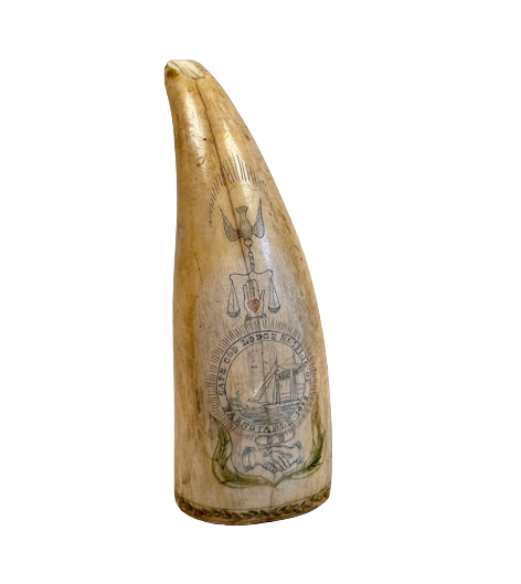 Antique Sperm Whale tooth with Barnstable MA Oddfellows Lodge Scrimshaw