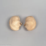 Pair of Antique Whale Ear Bones
