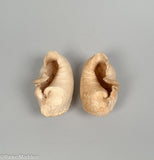Pair of Antique Whale Ear Bones