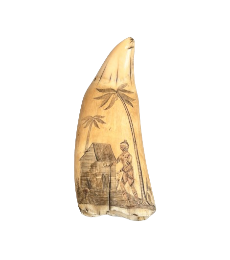 Antique Scrimshaw Sperm Whale Tooth 