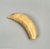 Antique Scrimshaw Tooth - Coquimbo Harbour