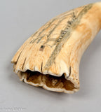 Large Antique Scrimshaw Tooth with U.S. Frigate