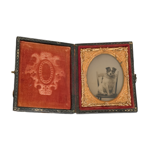 Antique Ambrotype of Charlie the Dog