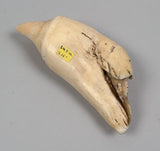 Antique Scrimshaw Whaleship on Irregular Tooth