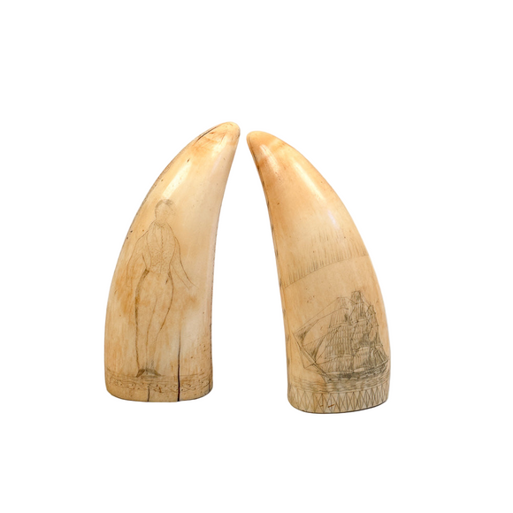 Antique Pair of Sperm Whale Teeth Gentleman & Whaleship