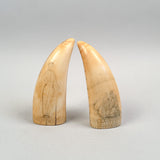 Antique Pair of Sperm Whale Teeth Gentleman & Whaleship