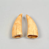 Antique Pair of Sperm Whale Teeth Gentleman & Whaleship
