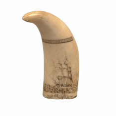 Antique Scrimshaw Tooth with 