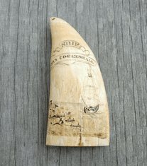 Antique Scrimshaw Sperm Whale Tooth - Ship John Coggeshall with Whaling Scene by Albro.