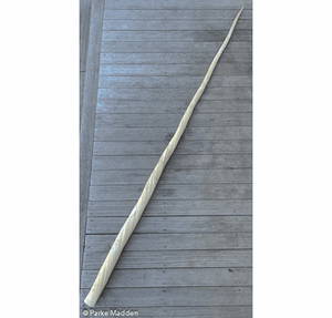 Antique Narwhal Tusk