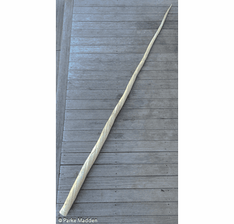 Antique Narwhal Tusk