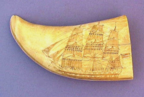 Antique scrimshaw tooth Sandwich Islands.