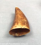 Antique Sperm Whale Tooth with Scrimshaw Madame Vestris