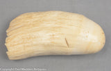Antique Sperm Whale Tooth with Scrimshaw Memorial