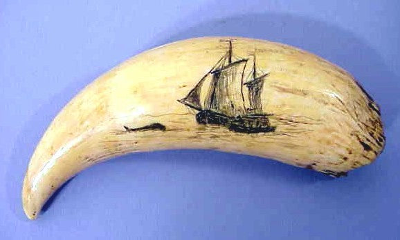 Antique Tabua whale's tooth