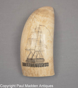 Choice antique scrimshaw engraved tooth
