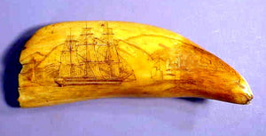 Choice antique scrimshaw tooth with MAORI.