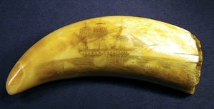 Choice antique scrimshaw whaling tooth