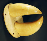 Choice pair antique sperm whale teeth on stand