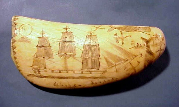 Flying Albatross tooth