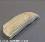 Give It To Him - Vintage Scrimshaw Tooth by William Perry
