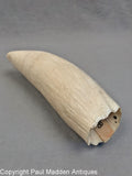 Going On - Vintage Scrimshaw Tooth by William Perry