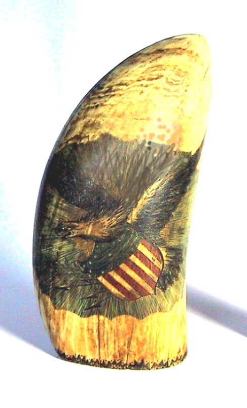 Great Eagle tooth