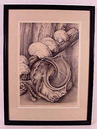 Lithograph of sea shells by E. Saltonstall