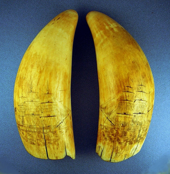 Pair antique American scrimshaw teeth SHIP & BARQUE