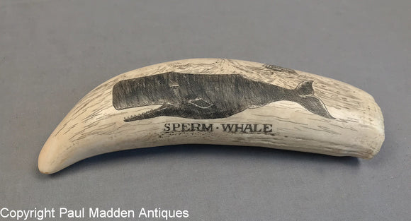 Sperm Whale - Vintage Scrimshaw Whale Tooth by William Perry