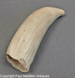 Sperm Whale - Vintage Scrimshaw Whale Tooth by William Perry