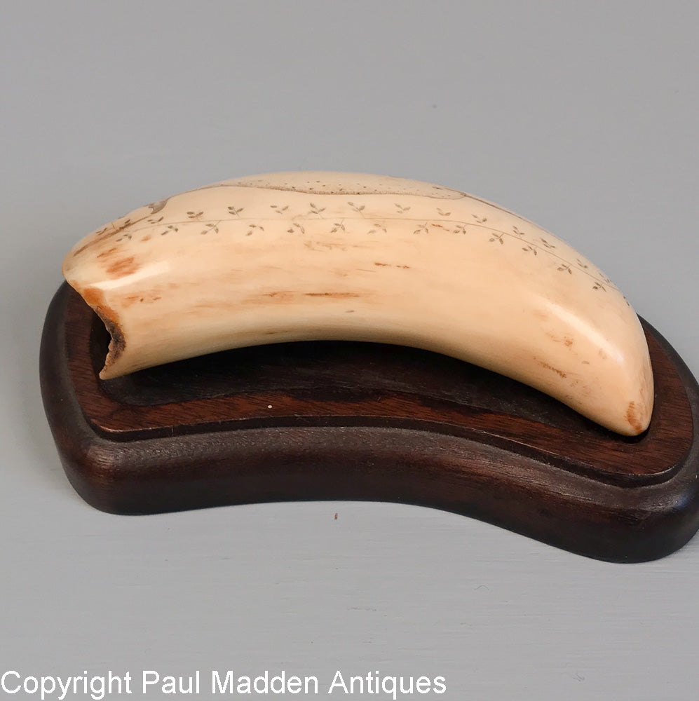 Vintage Scrimshaw of Narwhal on Sperm Whale Tooth by Alvin White